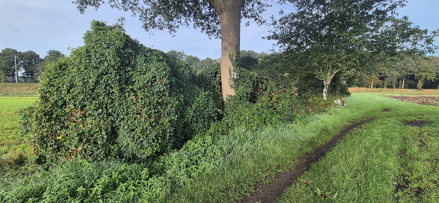 Wandeling over Trage Tocht Laren (GLD)
