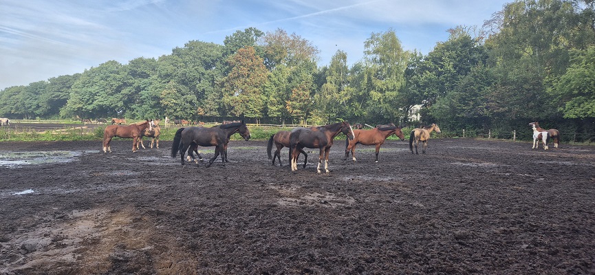 Wandeling over Trage Tocht Laren (GLD)