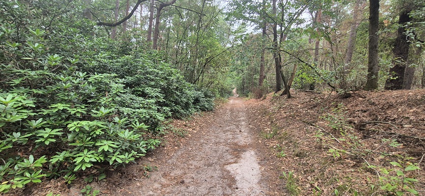 Wandeling over Trage Tocht Ossendrecht in de Abdijbossen