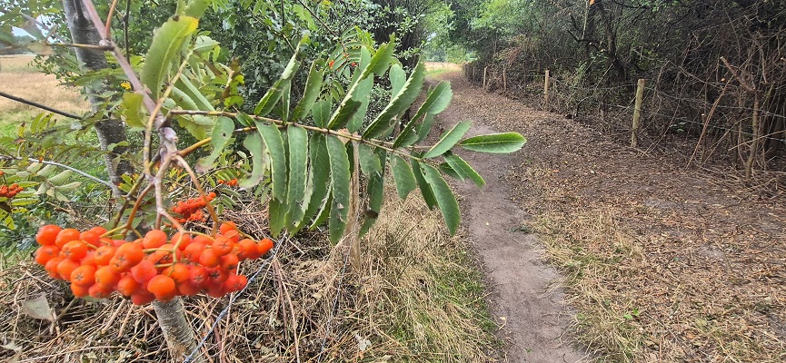 Wandeling over Trage Tocht Ossendrecht