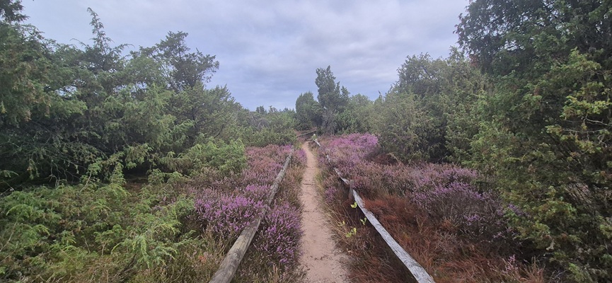 Wandeling over Trage Tocht Rijssen-Holten bij Hollands Schwarzwald