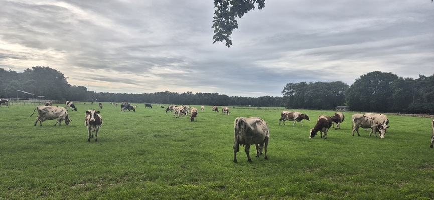 Wandeling over Trage Tocht Rijssen-Holten