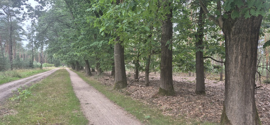 Wandeling over Trage Tocht Rijssen-Holten bij de Holterberg