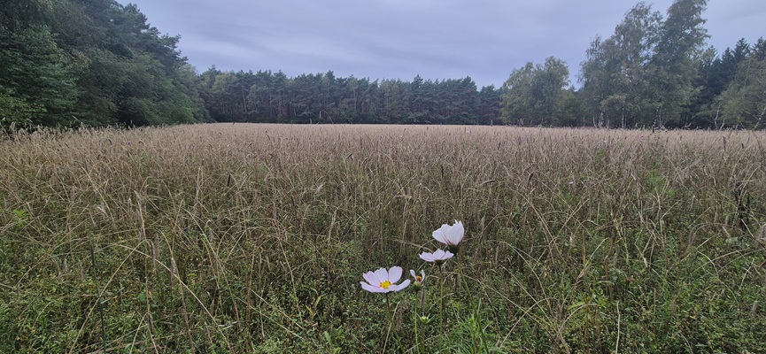 Wandeling over Trage Tocht Rijssen-Holten bij de Holterberg