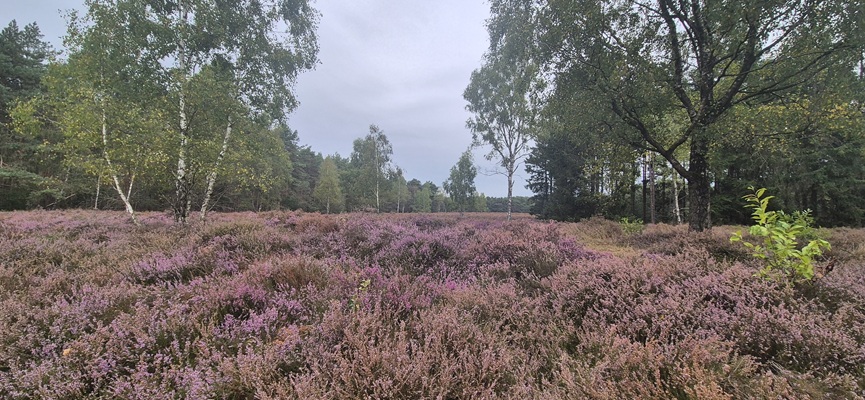 Wandeling over Trage Tocht Rijssen-Holten bij de Holterberg