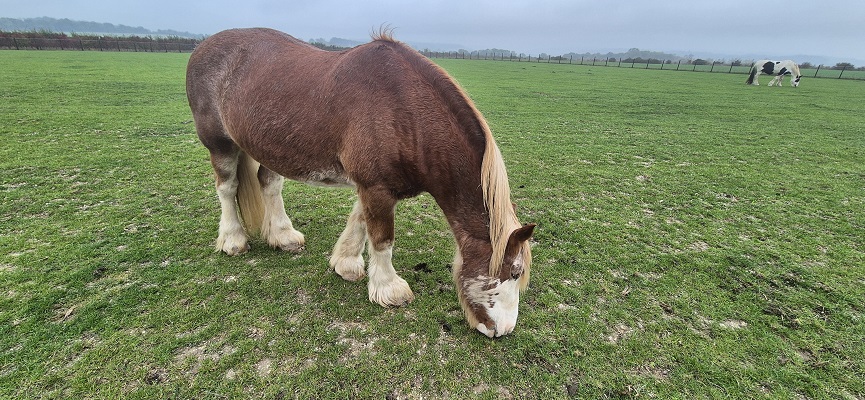 Wandeling over North Downs Way in Kent van Canterbury naar Shepherdswell