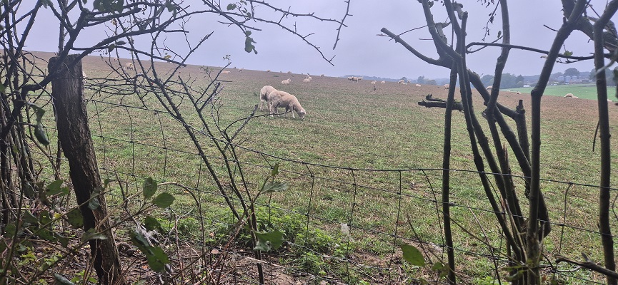 Wandeling over North Downs Way in Kent van Canterbury naar Shepherdswell