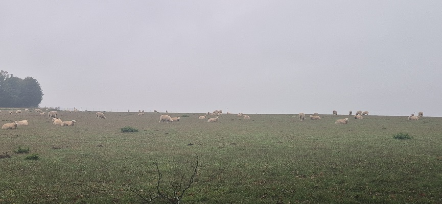 Wandeling over North Downs Way in Kent van Canterbury naar Shepherdswell
