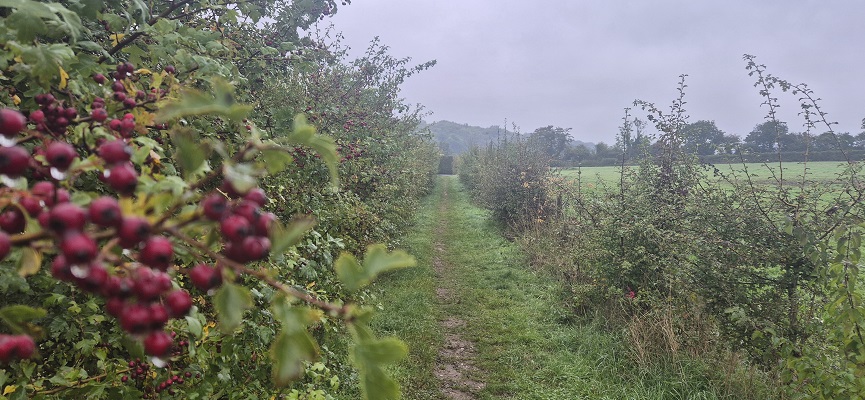 Wandeling over North Downs Way in Kent van Canterbury naar Shepherdswell