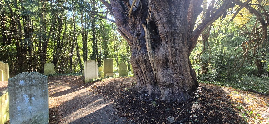 Wandeling in Kent over North Downs Way van Shepherdswell naar Dover