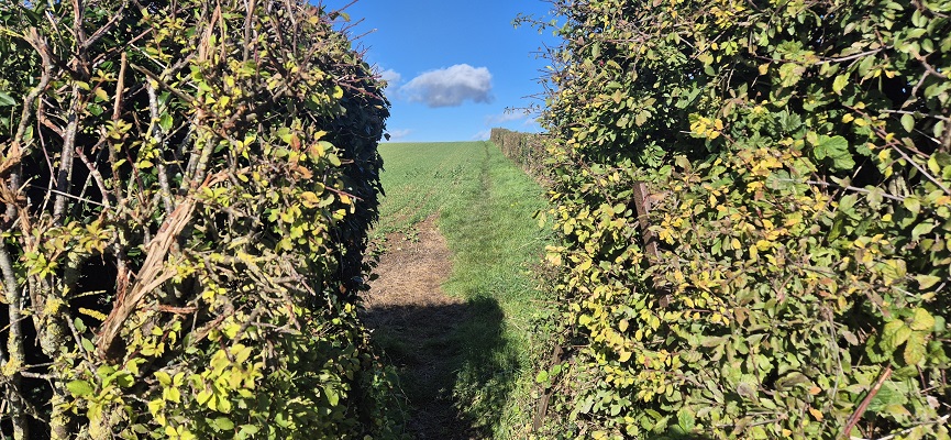 Wandeling in Kent over North Downs Way van Shepherdswell naar Dover