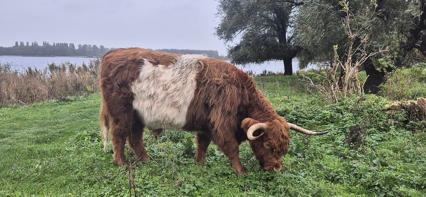 Wandeling over Trage Tocht Het Twiske