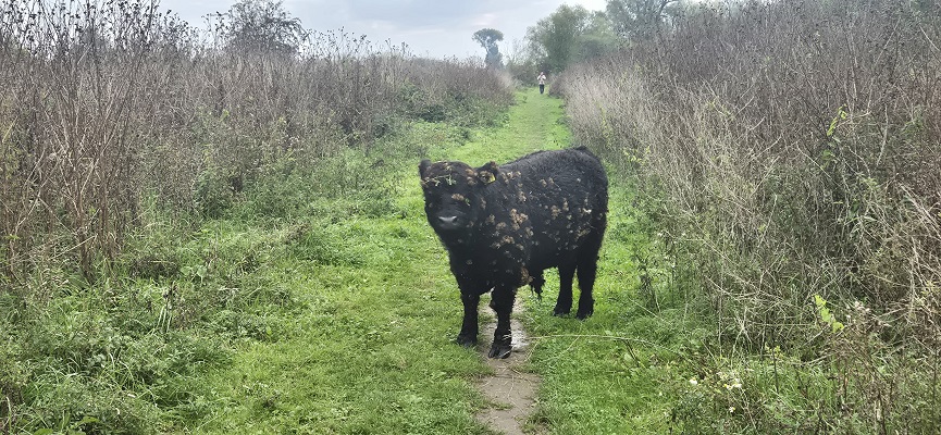 Wandeling Trage Tocht Nijmegen-Beek door de Ooypolder en langs de Bisonbaai en Waal
