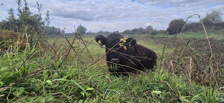 Wandeling Trage Tocht Nijmegen-Beek door de Ooypolder en langs de Bisonbaai en Waal