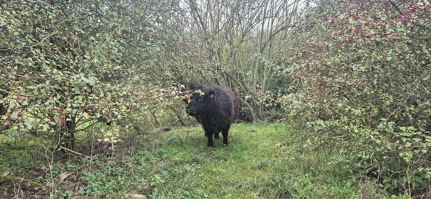 Wandeling Trage Tocht Nijmegen-Beek door de Ooypolder en langs de Bisonbaai en Waal