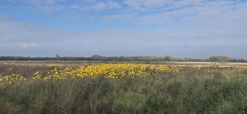 Wandeling Trage Tocht Nijmegen-Beek door de Ooypolder en langs de Bisonbaai en Waal