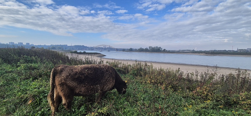 Wandeling Trage Tocht Nijmegen-Beek door de Ooypolder en langs de Bisonbaai en Waal