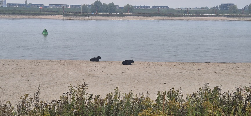Wandeling Trage Tocht Nijmegen-Beek door de Ooypolder en langs de Bisonbaai en Waal