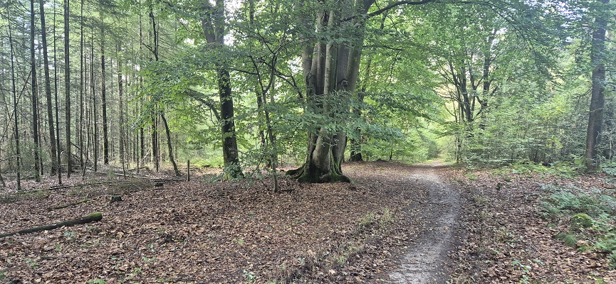 Trage Tocht Remmerden bij de Sparreboomsche Berg