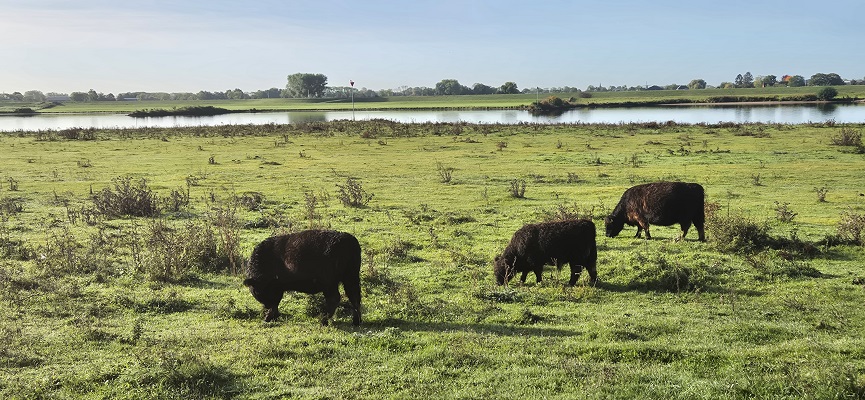 Trage Tocht Remmerden bij de Elster Buiterwaarden