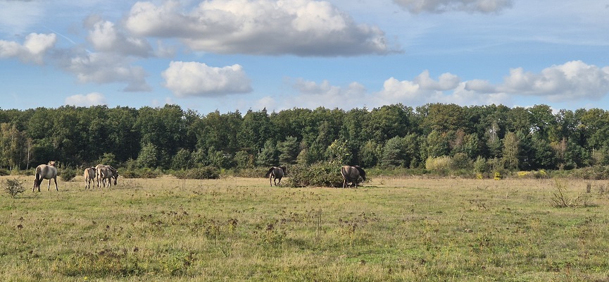 Trage Tocht Remmerden bij Plantage Willem 3