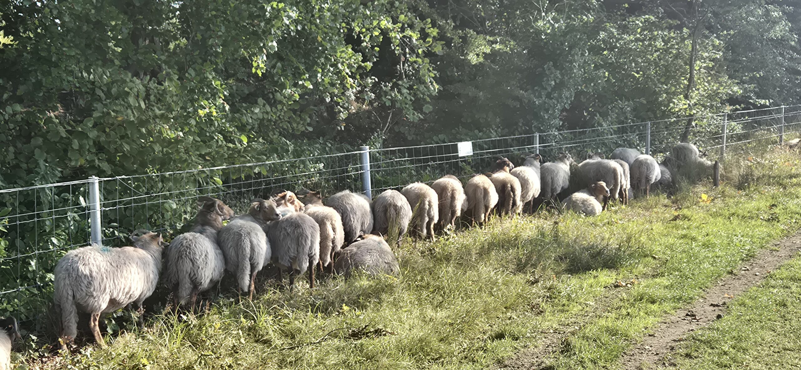 Wandeling over Trage Tocht Naarden Vesting bij het Gijzenveen