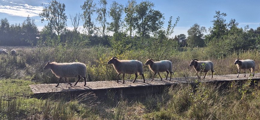 Wandeling over Trage Tocht Naarden Vesting bij het Gijzenveen
