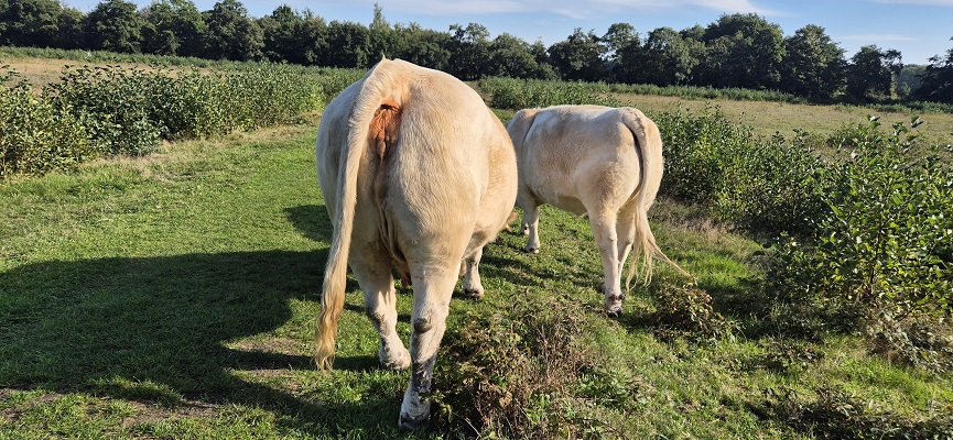 Wandeling over Trage Tocht Naarden Vesting in Zanderij Cruysbergen