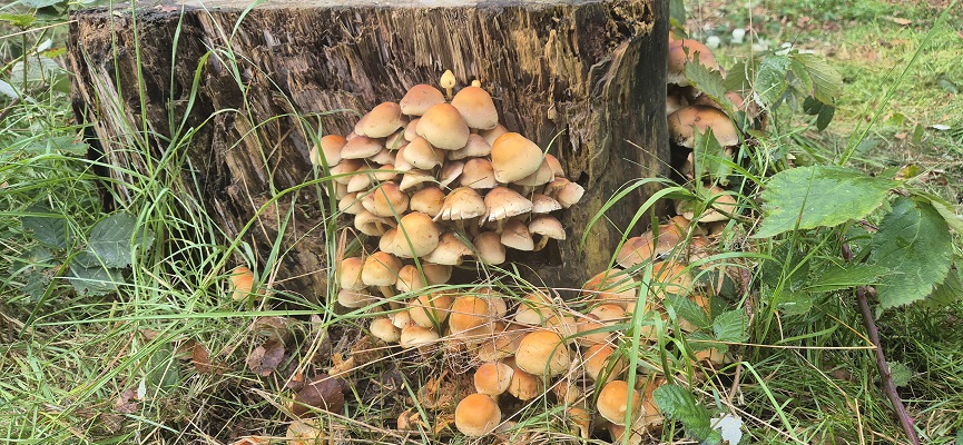 trage-tocht-zeist-11 Wandeling over Trage Tocht Zeist